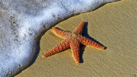 gay lingo starfish